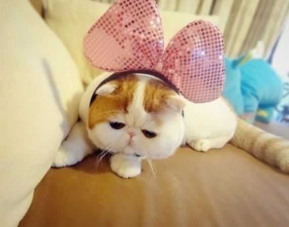 Fashionable Looks Worn By Snoopy The Cat